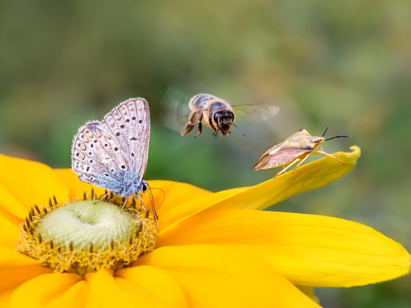 Harnessing Environmental DNA (eDNA) for Conservation and Biodiversity Research